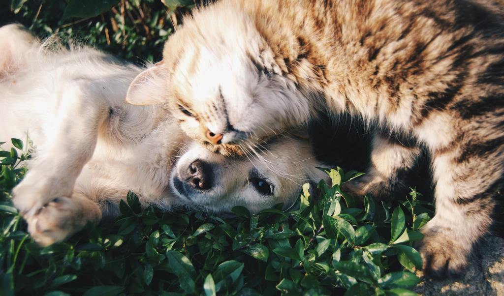 4 Tips To Live a Sustainable Life with&nbsp;Pets